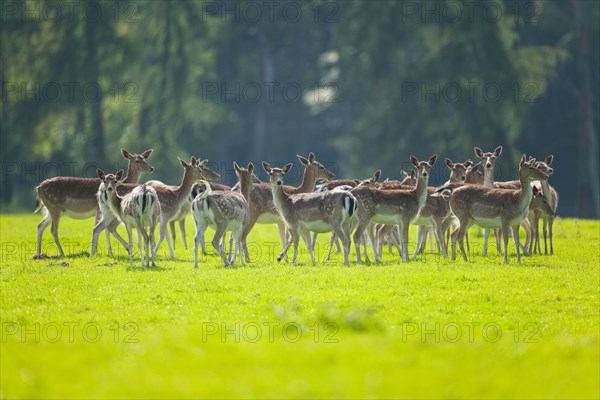 Fallow deer (Dama dama)