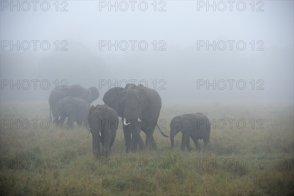 African Elephants (Loxodonta africana)