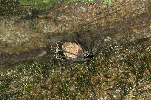 Whip Spider (Heterophrynus elaphus)