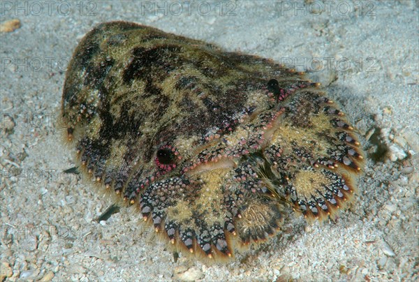 Slipper Lobster or Sculptured Mitten Lobster (Parribacus antarcticus)