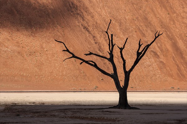 Dead camel thorn tree (Vachellia erioloba)