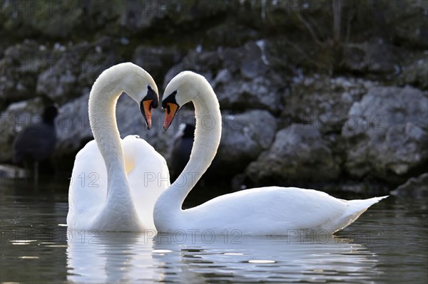 Mute swan (Cygnus olor) pair