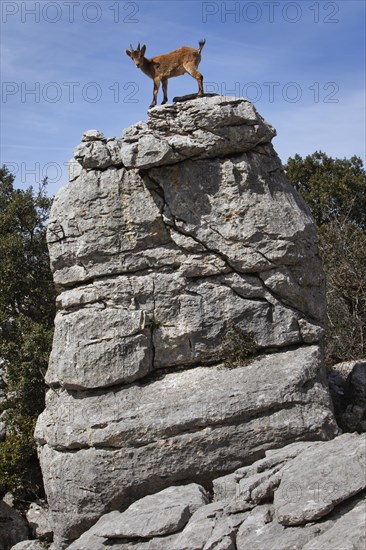 Iberian Ibex (Capra pyrenaica) in the Karst mountains