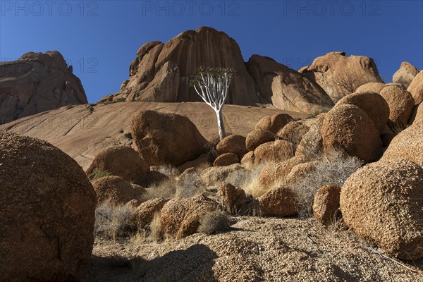 Young quiver tree (Aloe dichotoma)