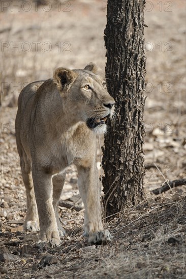 Asiatic lion (Panthera leo persica)