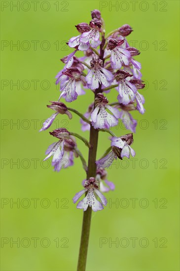 Lady orchid (Orchis purpurea)