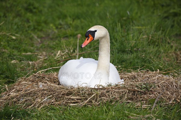 Mute Swan (Cygnus olor) brooding on nest