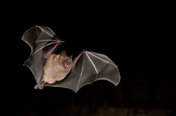 Fringe-lipped bat (Trachops cirrhosus)