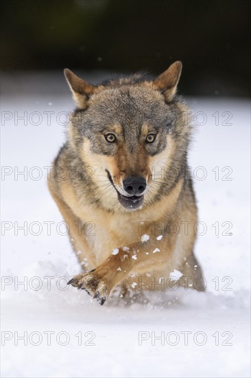 Gray wolf (Canis lupus)