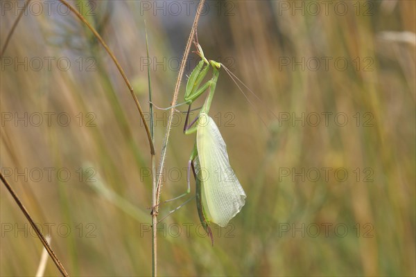 Praying Mantis (Mantis religiosa)