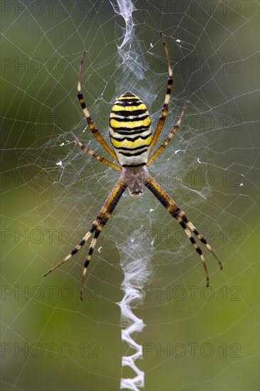 Orb-weaving Spider (Argiope bruennichi)