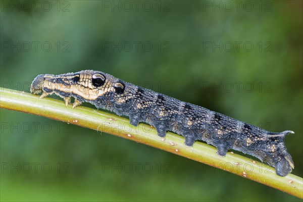 Elephant Hawk-moth (Deilephila elpenor)