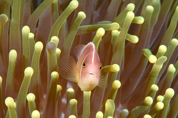 Pink Skunk Clownfish or Pink Anemonefish (Amphiprion perideraion)