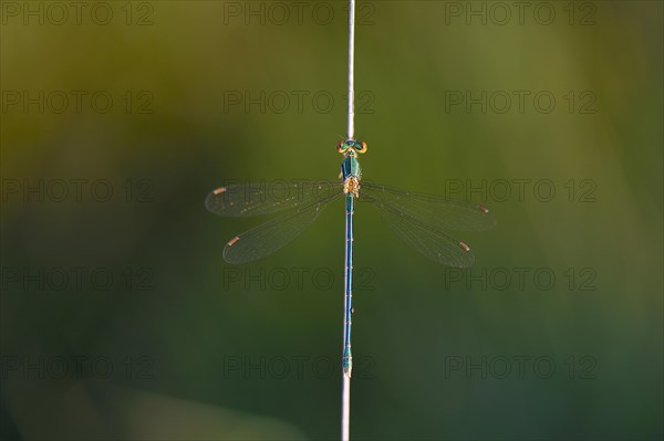 Emerald Damselfly (Lestes sponsa) on a blade of grass