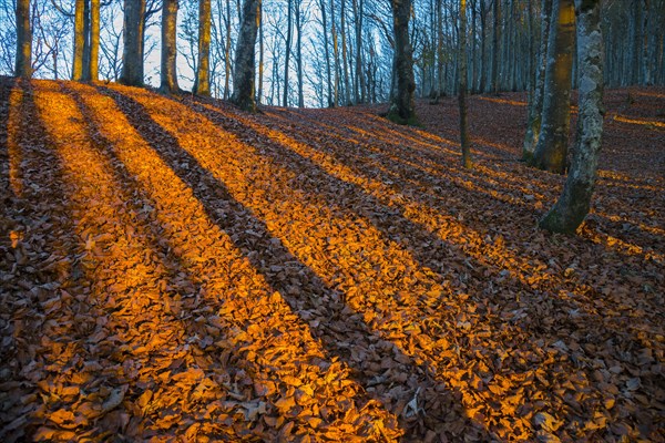 Shadows of trunks on autumn leaves in evening light