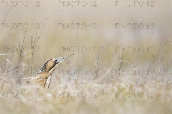 Eurasian bittern (Botaurus stellaris)