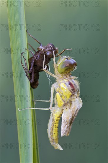 Darter (Sympetrum sp.)