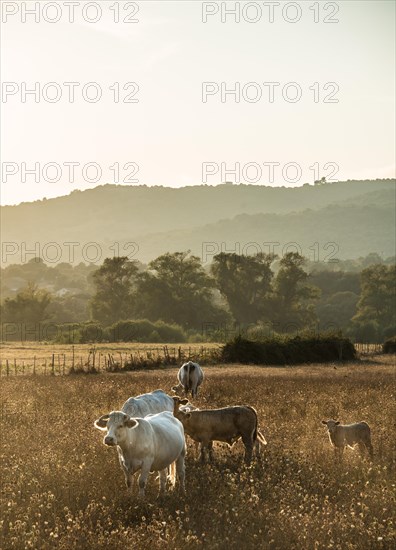Charolais cattle in a pasture