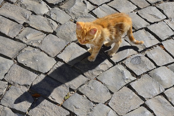 Red tabby kitten