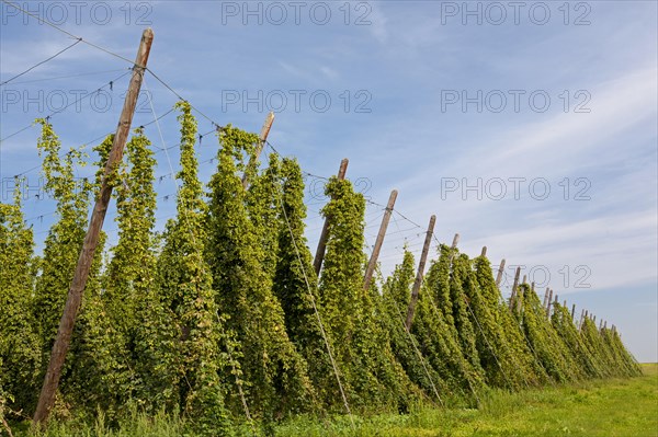 Hop field