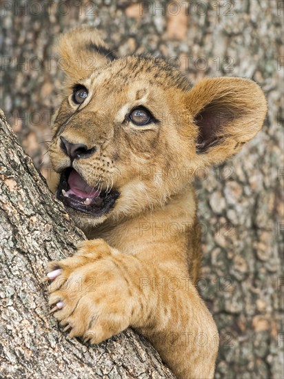 Lion cub (Panthera leo)