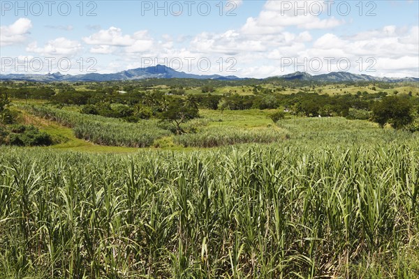 Sugar cane fields