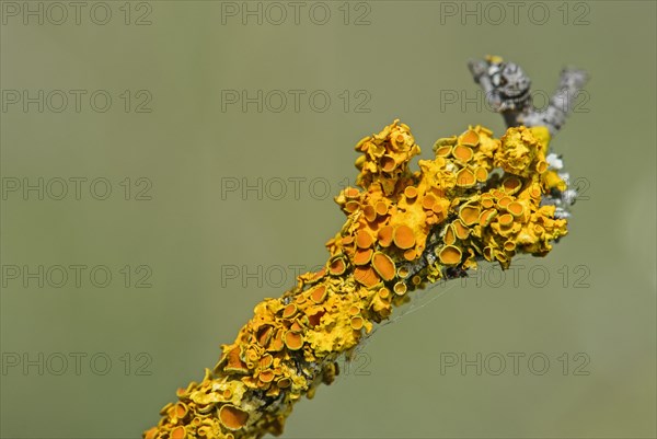 Common Orange Lichen (Xanthoria parietina) with bowl-shaped spore-bearing structures