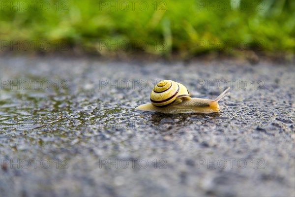 Grove snail (Cepaea nemoralis)