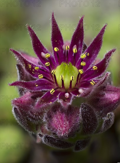 Cobweb Houseleek (Sempervivum arachnoideum)