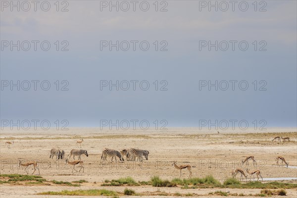 Wildlife by the water