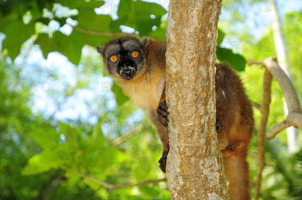 Common brown lemur (Eulemur fulvus mayottensis)