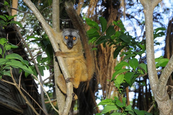 Common brown lemur (Eulemur fulvus mayottensis)