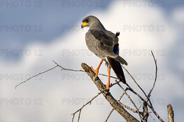 Eastern Chanting Goshawk (Melierax poliopterus)