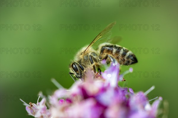 Honey bee (Apis mellifera) on a purple blossom
