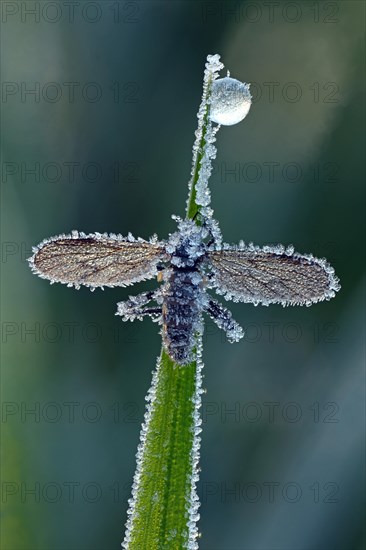 March Fly or St Mark's Fly (Bibio)