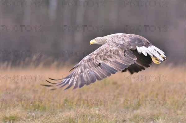 White-tailed Eagle (Haliaeetus albicilla) in flight in an autumn landscape