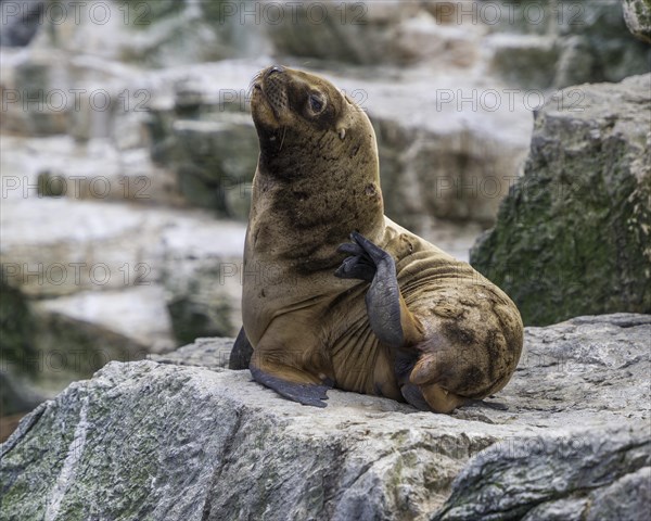 South American sea lion (Otaria flavescens)