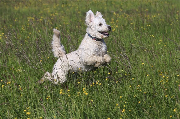 Labradoodle