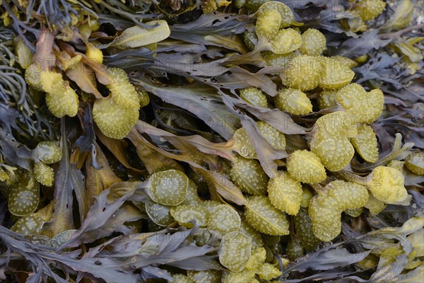 Spiral Wrack or Flat Wrack (Fucus spiralis)