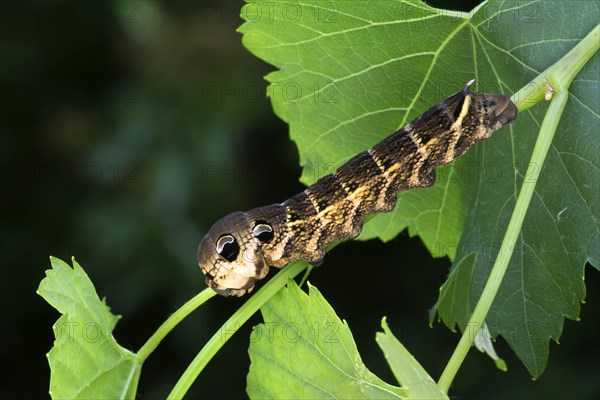 Elephant Hawk-moth (Pergesa elpenor