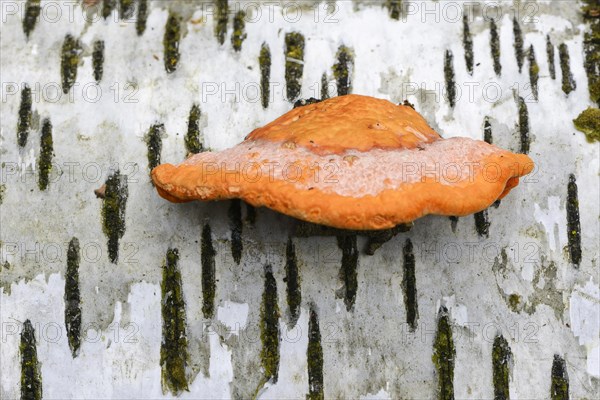 Cinnabar Polypore (Pycnoporus cinnabarinus)