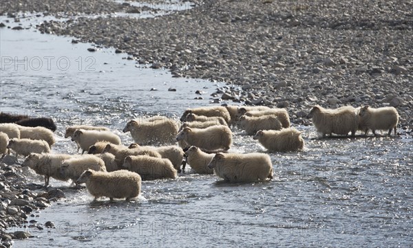 Flock of sheep crossing a river