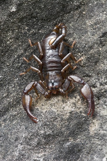 Small Wood Scorpion species (Euscorpius germanus)