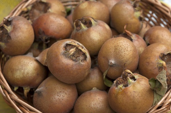 Hungarian Medlars (Mespolus sp.) in a basket