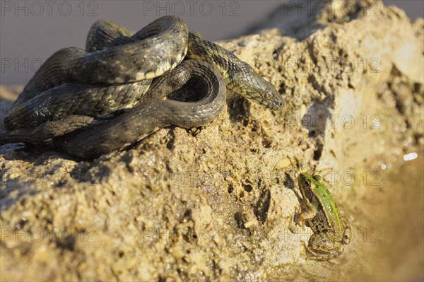 Dice Snake (Natrix tessellata)