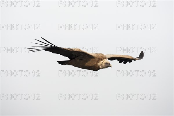 Griffon Vulture (Gyps fulvus) in flight