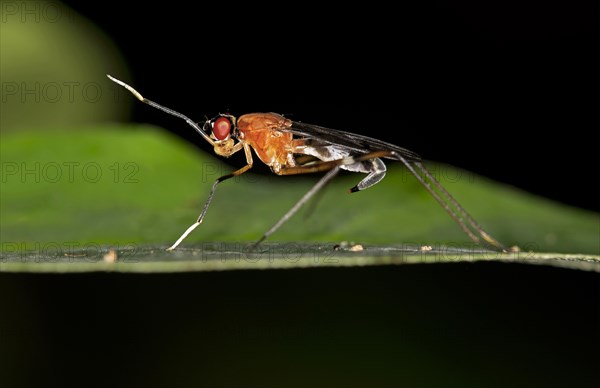 Tropical Stilt Fly (Micropezidae sp.)