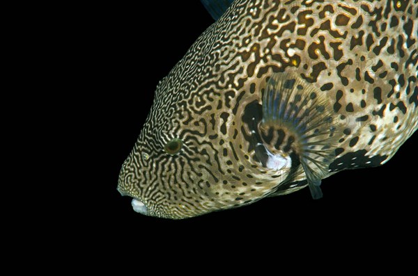 Map Pufferfish (Arothron mappa)