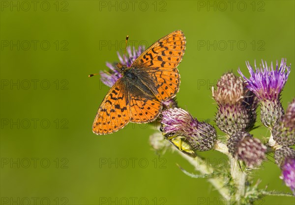 Cranberry Fritillary (Boloria aquilonaris)