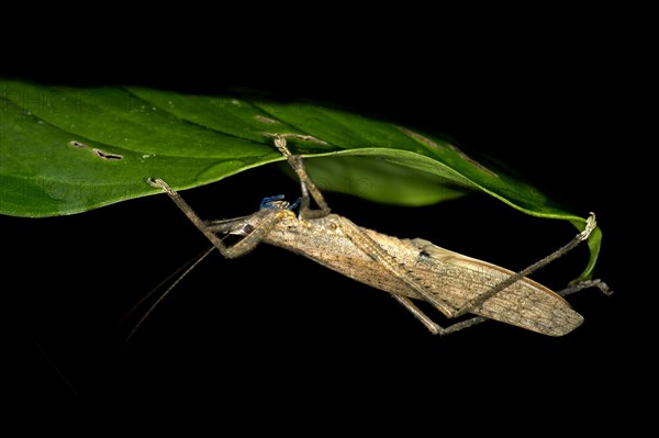 Cricket or Katydid (Ensifera spec.) with bright blue mandibles